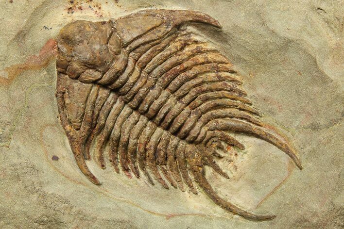 Ordovician Foulonia Trilobite - Fezouata Formation #270090